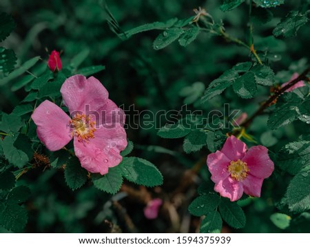 Wild Rose plant in bloom with dew drops on the flowers and leaves