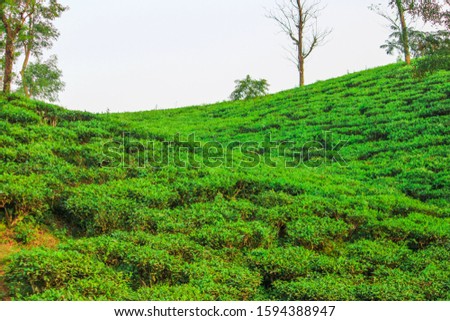 Simple blurred landscape scenery of Indian tea garden