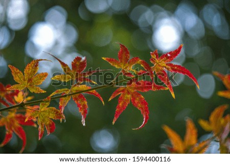 Picture of green leaves turning into red in the beginning of autumn