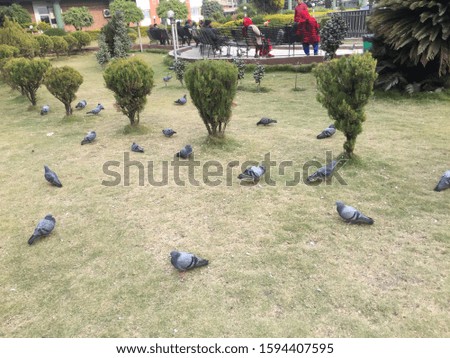 Pigeon sign of peace,Pigeon competition eat for feed.dhauagiri myagdi Nepal,Dec 15/2019.