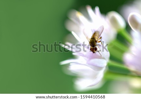 Fly on a flower. A small a fly sits on a white flower on a green background.  Macro photography