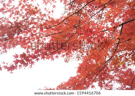 Autumn Maple leaves in Japan Royalty-Free Stock Photo #1594416706
