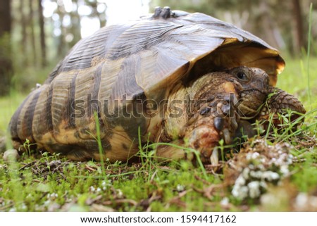 Big turtle in the nature