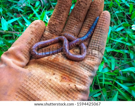 One Earthworm on orange glove green grass