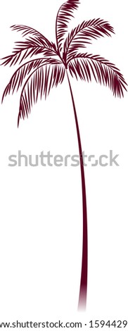 Vector illustration of palm tree