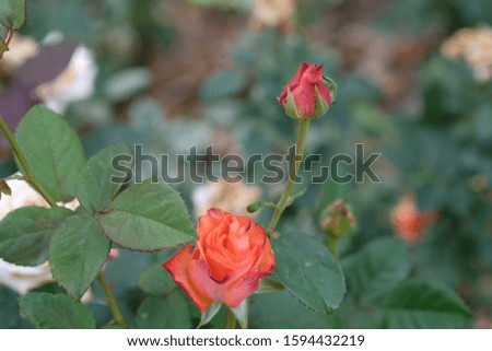 selective focus on orange rose flower and red rose bud in the garden
