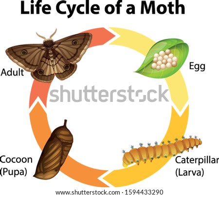 Diagram showing life cycle of moth illustration