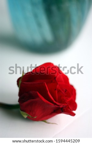 A single red rose resting on a white background (blue vase)
