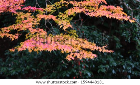 Maple leaves tree in the forest, nature fall color and pattern concept