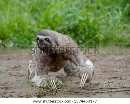 Three-toed sloth portrait in wild