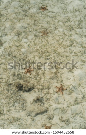 Starfish on the bottom of the Celebes Sea