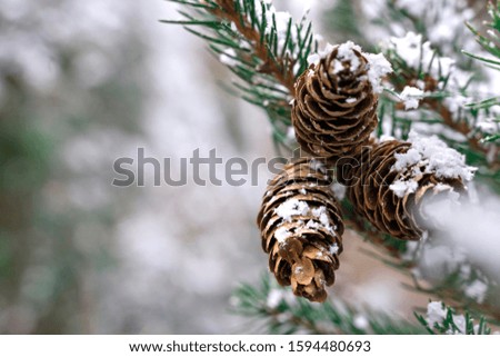 spruce branches with cones with snow close-up. winter background