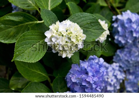 Picture of bunch of hydrangea flower
