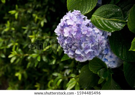 Picture of bunch of hydrangea flower