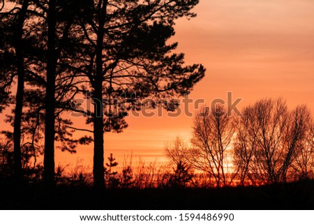 red sun in the sunset. sunset in the forest