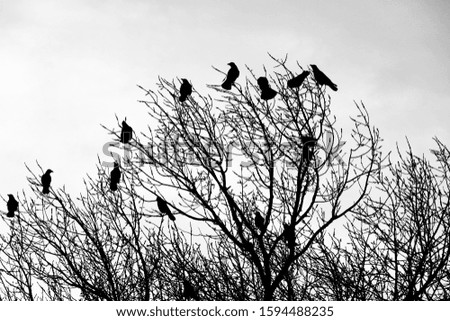 crows on tree branches. black birds on a branch