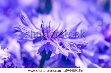 Wild beautiful cornflower. Close up of violet blossoming flower. Maro shot outdoor with shallow depth of field