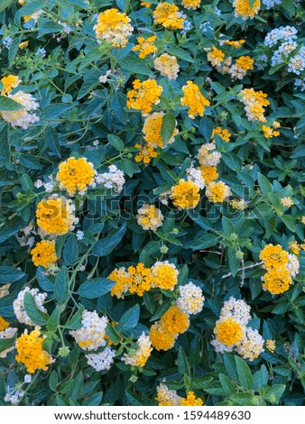 Flowers cloves of grass, against the background of lush greenery. Autumn Flowering Flowers. Landscaping