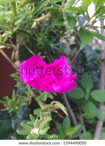beautiful flower pink colour in focus very fresh