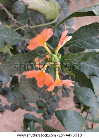 Orange colored flowers with leaves