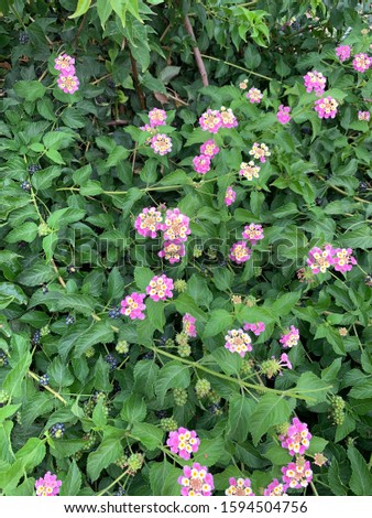 lantana camara blooming pink-yellow inflorescences shrub native to the American tropic
