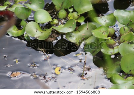 A pond covered with all these beautiful leaves and lotuses. Contrast of the watee looks dirty and leaves are differently shaped