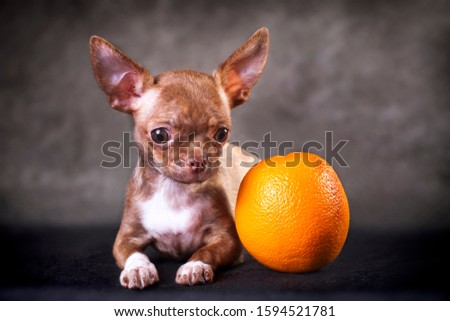 Red-brown tiger color small dog Chihuahua is lying indoors on a black background in the studio next to an orange orange