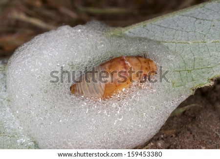 Meadow Froghopper (Philaenus sp.) larva in its foam nest