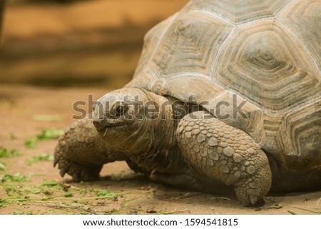 portrait of big turtle crawling in zoo
