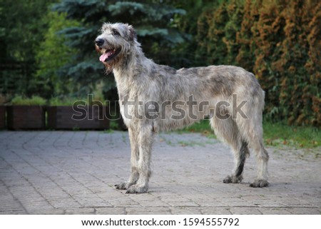 The Irish Wolfhound breed dog stands in nature. Royalty-Free Stock Photo #1594555792