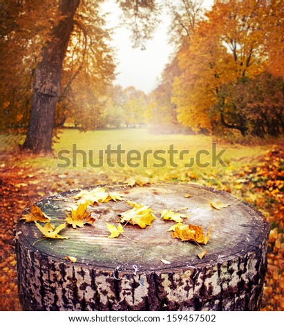 Beautiful sunlight in the autumn forest. Beauty nature background with stamp and autumn leaves