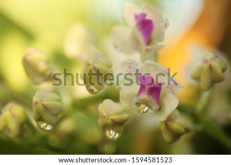Background of rhynchostylis gigantea flower. White and purple orchid, Rhynchostylis gigantea, in full bloom in farm, in Thailand.