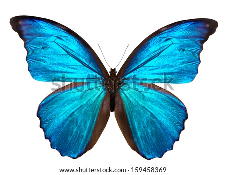 beautiful butterfly isolated on a white background