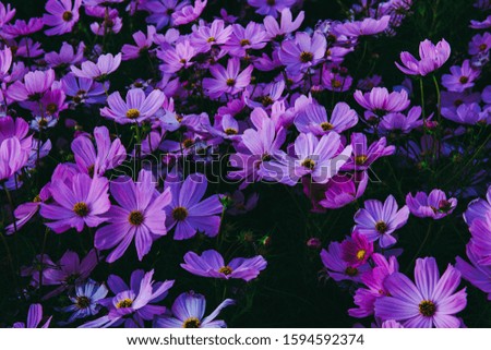 Cosmos bipinnatus flower or colorful pink flower in garden field. with dark forest tone.