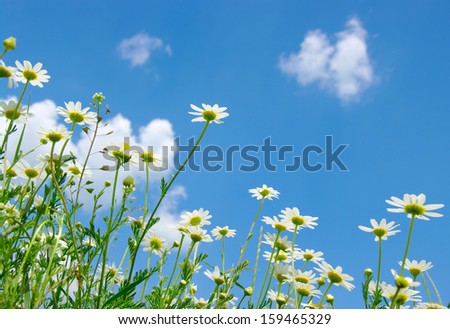 white daisies on blue sky background 