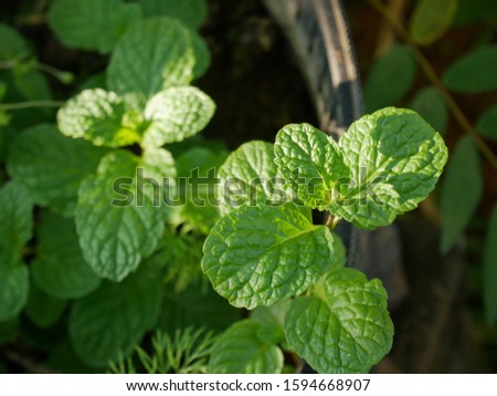 Peppermint in the garden, selective focused picture of herbal plant, the peppermint or spearmint is used as the ingredient of food and drink, it is very popular to add some in cocktail for refreshment