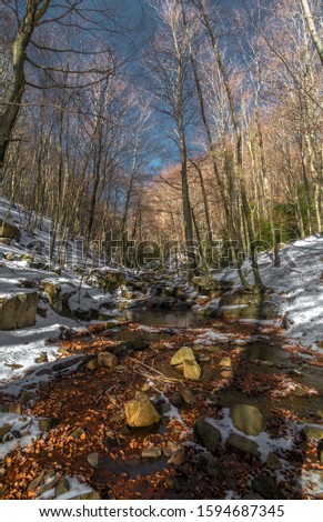 winter forest. a picture in Montseny mountains