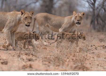 A selective focus shot of baby lions walking near their mother