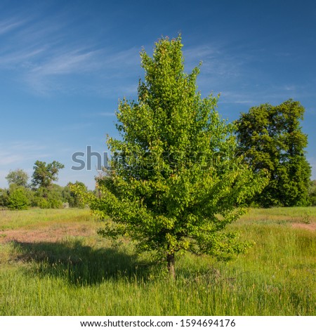 Meadow and deciduous forest on a sunny day. Summer season, June. Web banner.