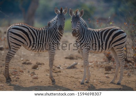 A closeup shot of two zebras looking at the camera