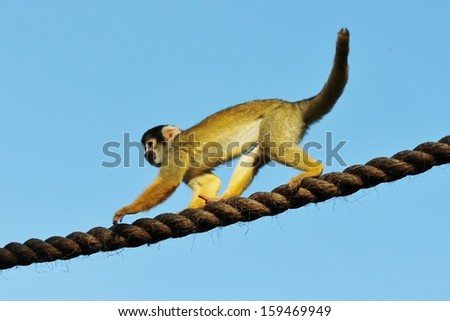 Cute furry squirrel monkey in trees and rope stock, photo, photograph, image, picture, 