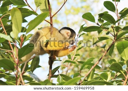 Cute furry squirrel monkey in trees and rope stock, photo, photograph, image, picture, 