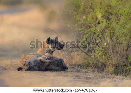 A selective focus shot of hyenas laying down on the round