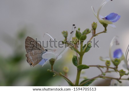 Close-up of a brown butterfly on a white and blue flower, shaped like a butterfly on a blurred background.