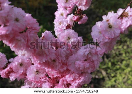Gorgeous blooming cherry blossoms amazing flowers
