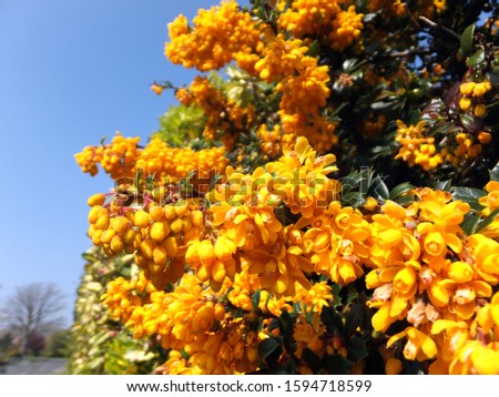 Yellow flowering spiky bush. Mahonia aquifolium (Oregon grape) 