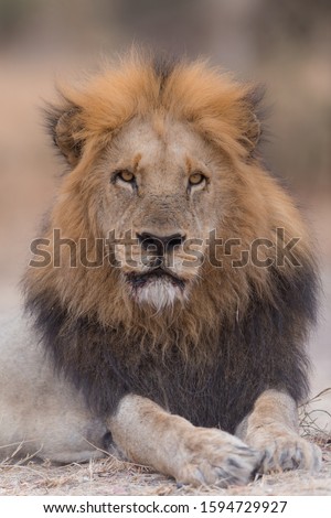 A vertical shot of a lion laying down on the ground while looking towards the camera