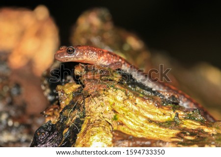 Eastern red-backed salamandar, Plymouth, USA