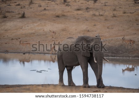 An elephant standing near a pond