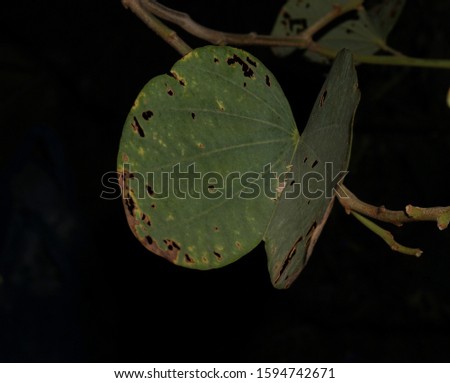 The leaves of the Hong Kong orchid tree that was eaten by insects on a black background